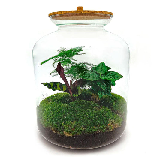 Flaschengarten - Lukas - DIY Terrarium Set für Zuhause oder Büro - Pflanzfix24