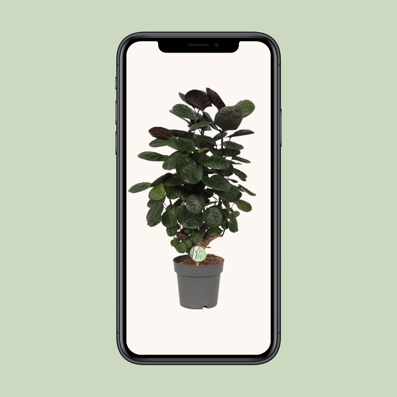 Polyscias Scutellaria Fabian Ø19 cm, H60 cm – Pflanzfix24.de - Pflanzfix24.de
