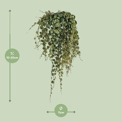 Peperomia Prostrata - Ø11cm - ↕20cm - Pflanzfix24