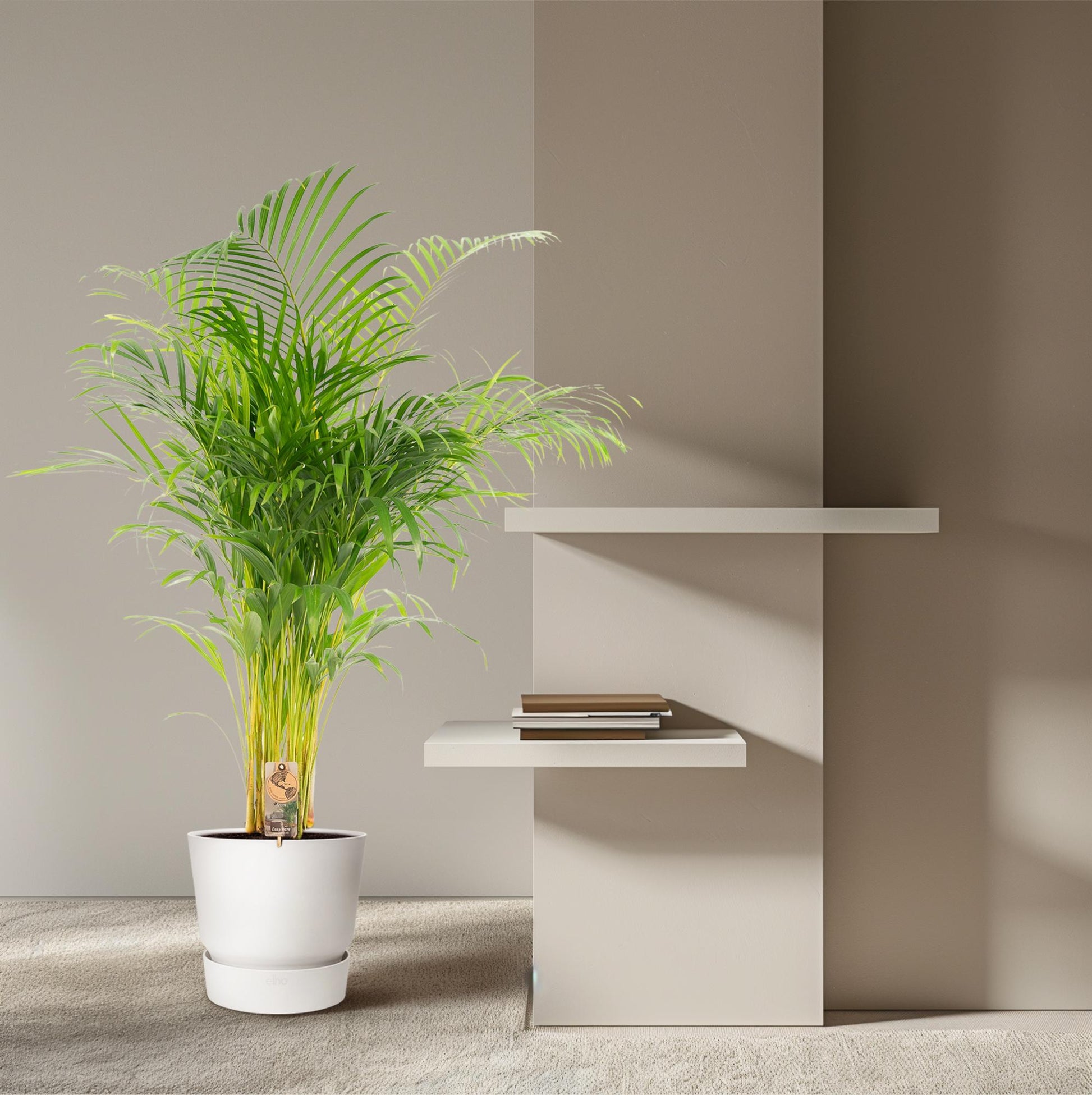 Areca-Palme - Ø21cm - ↕130cm - Pflanzfix24.de - Pflanzfix24.de