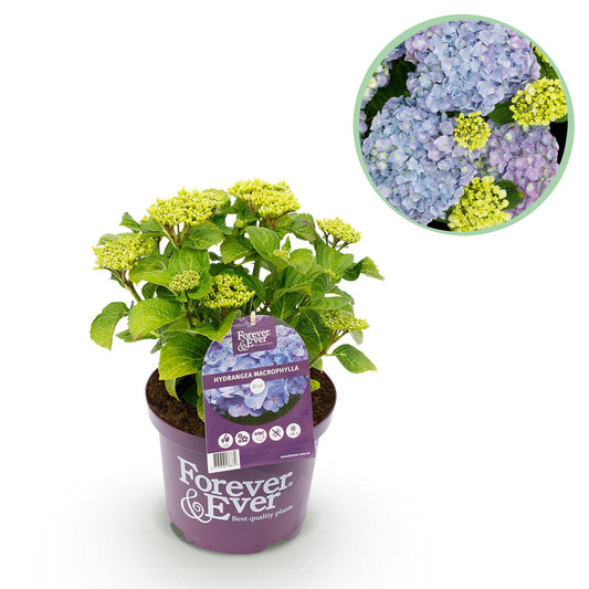 Pflanzfix24.de - Hortensie Hydrangea Forever & Ever Blau - Topf 23cm - Pflanzfix24.de