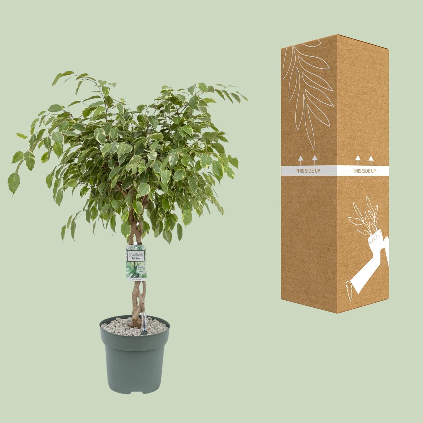 Ficus Safrana / Golden King - Ø27cm - ↕100cm - Pflanzfix24