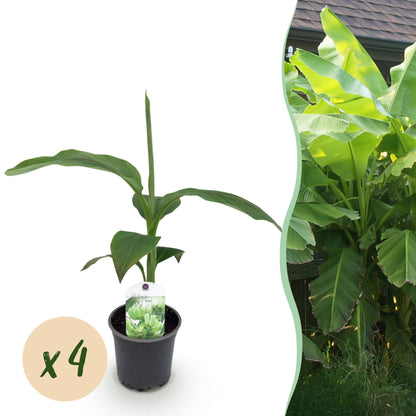 Musa Basjoo Bananenpflanze - 4er Set - pflanzfix24