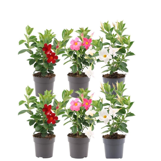 Dipladenia Mix - 2 x Mandevilla pink - 2 x Mandevilla white - 2 x Mandevilla red - Pflanzfix24.de - Pflanzfix24.de