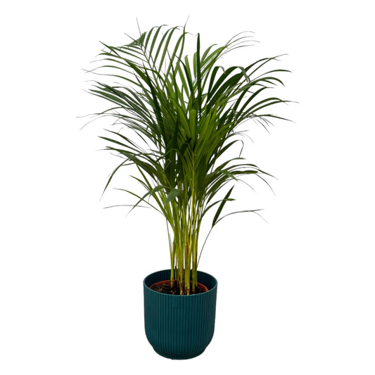 Areca palm - 85cm - Ø19cm mit elho Vibes Fold Round blau D22xH20 - Pflanzfix24