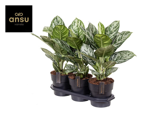Aglaonema Jungle Silver - Pflanzfix24