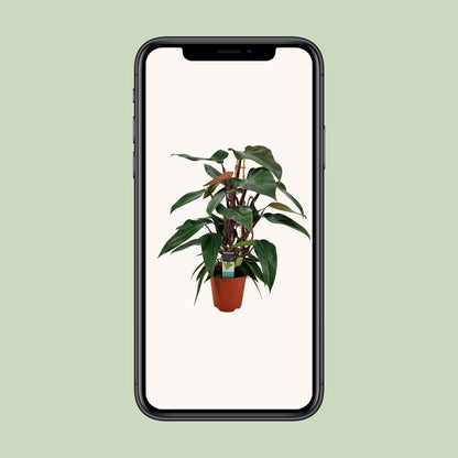 Philodendron New Red Pyramide - Ø19cm - ↕75cm bei Pflanzfix24