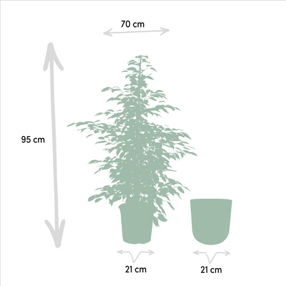 Ficus benjamina Twilight - Ø21cm - ↕95cm + Topf Mayk Gold - Pflanzfix24