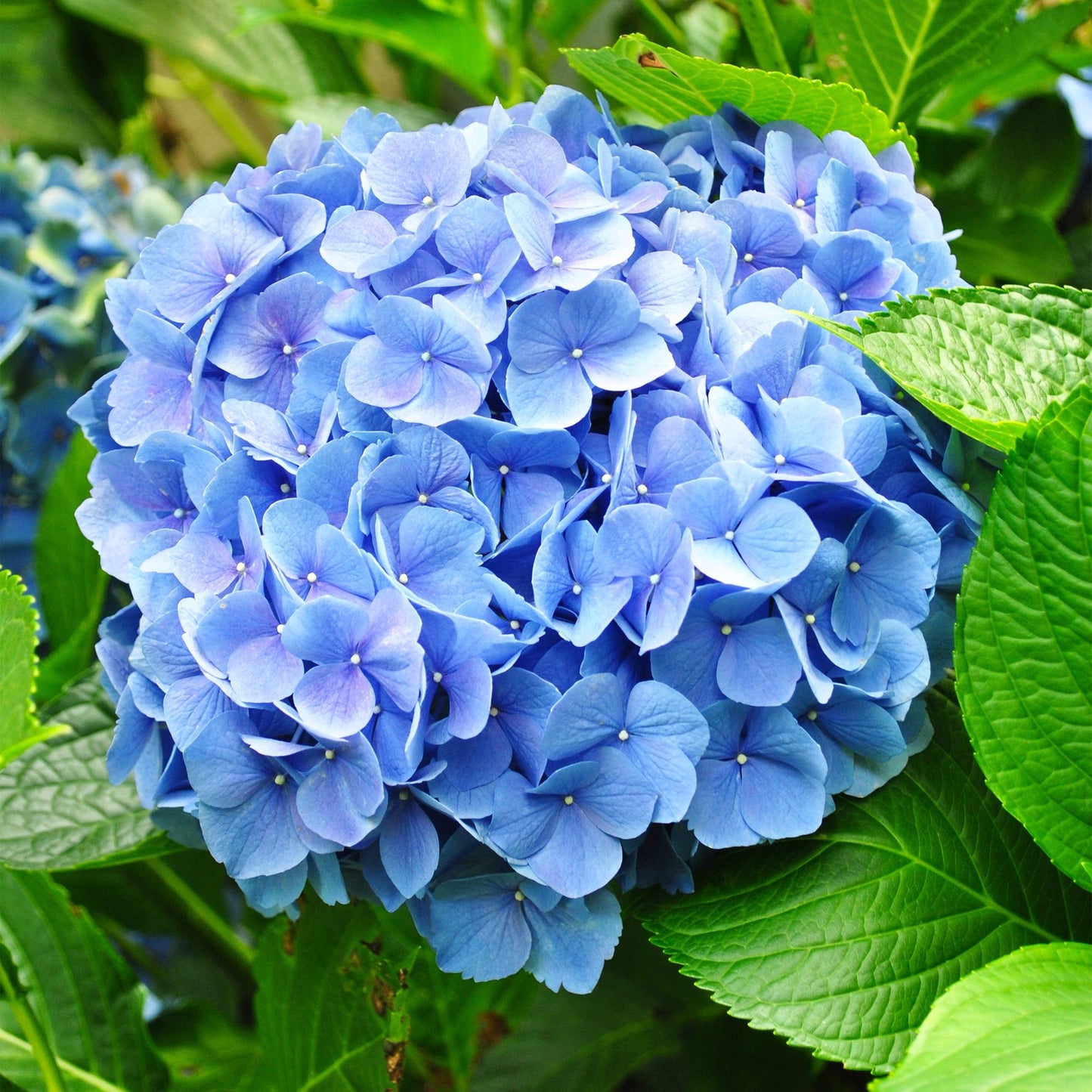 pflanzfix24 - Hortensie - Hydrangea macrophylla Blau - Blüte Blau - 1 Pflanze - Laubabwerfend - Topf 17cm