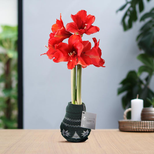 No Water Flowers® (wax amaryllis) | Fashionz Nordic - Green + Red flower - Pflanzfix24