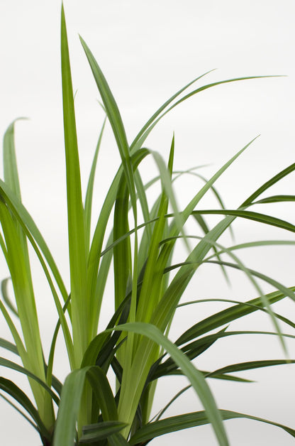 3x Carex morrowii 'Irish Green' - ↨30cm - Ø14 - Pflanzfix24