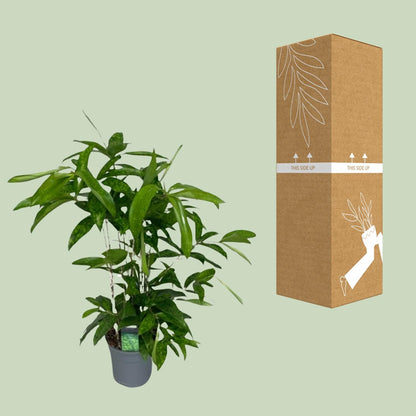 Dracaena Surculosa - Ø17cm - ↕60cm - Pflanzfix24