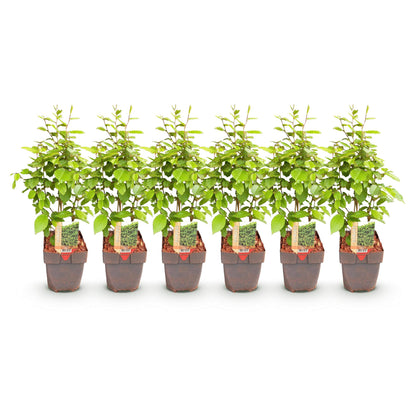 Pflanzfix24.de - Carpinus betulus Heckenpflanzen - 6 Pflanzen - 1 laufender Meter - Pflanzfix24.de