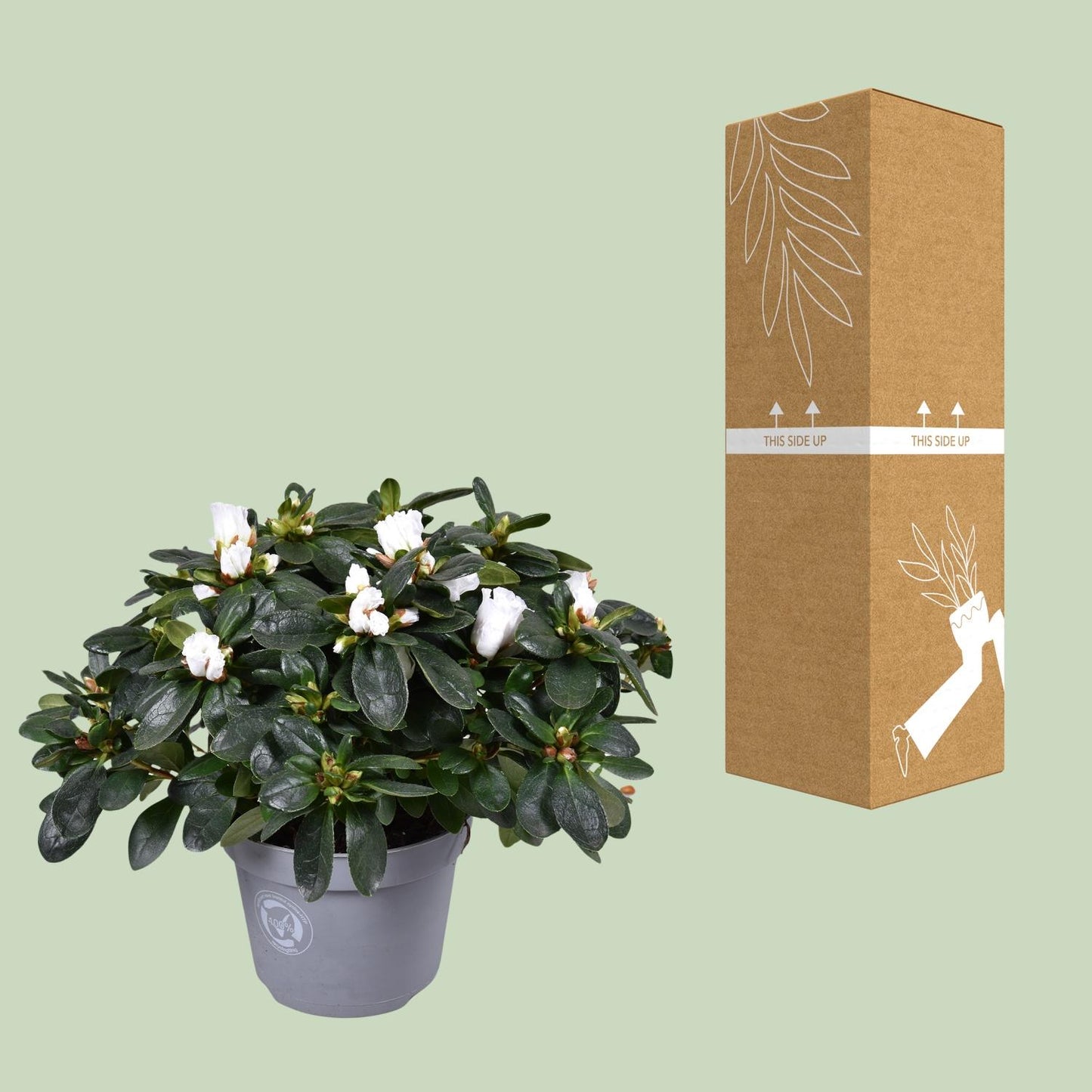Azalea Witte Vogel - Ø13cm - ↕27cm - Pflanzfix24