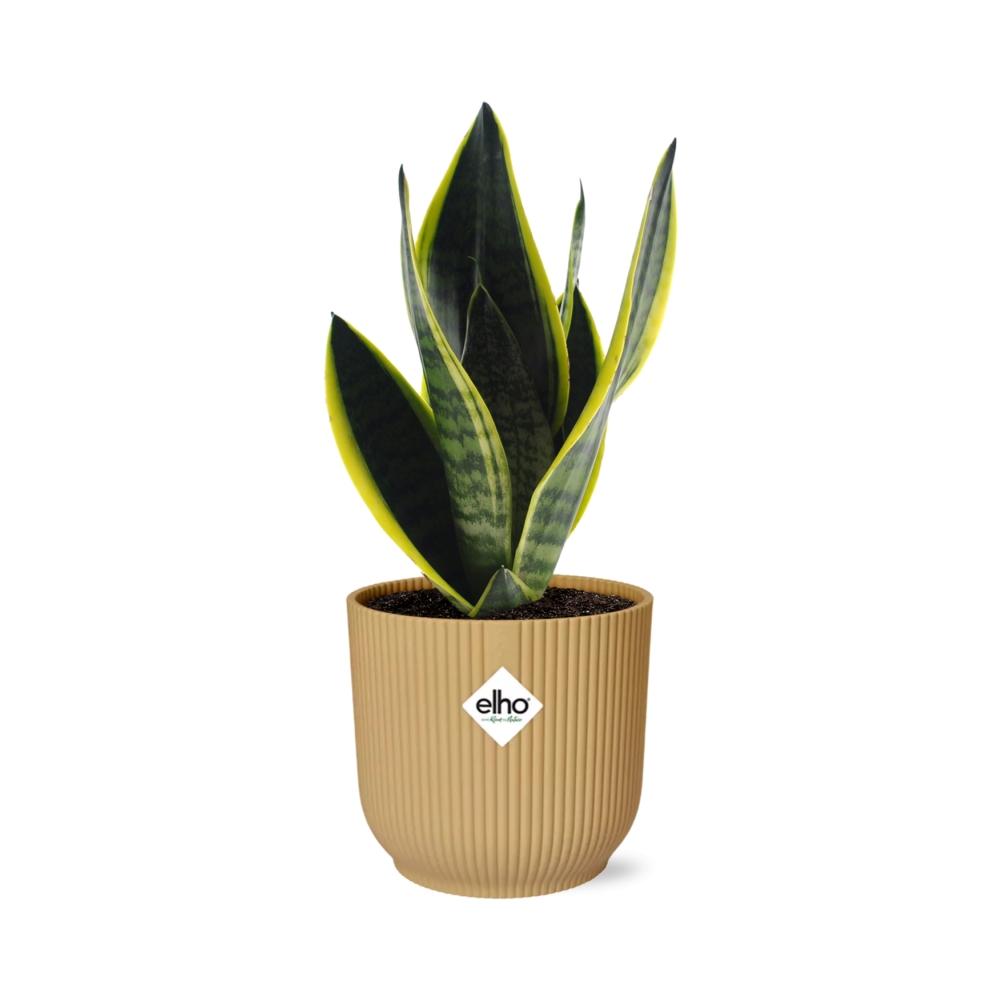 Sansevieria Futura Superba Ø14cm gelb – Schwiegermutterzunge | Pflanzfix24