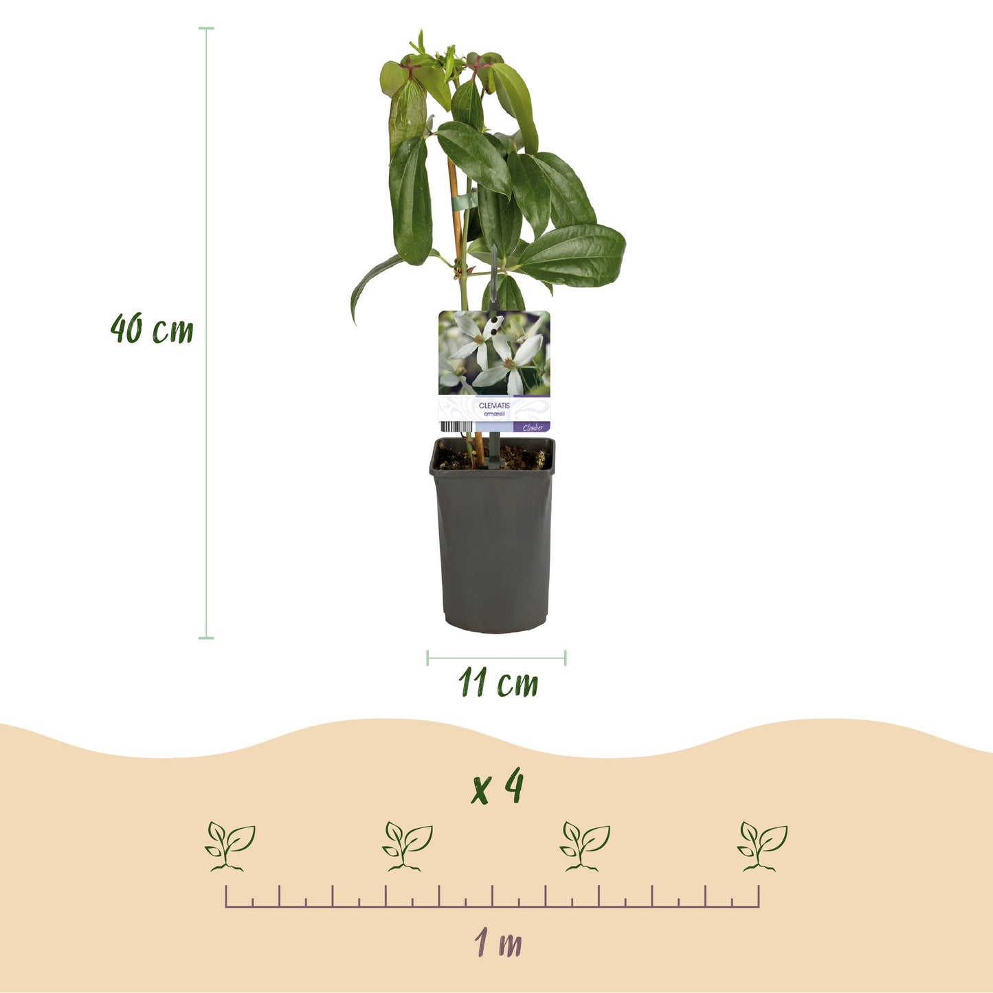 Clematis armandii - Kletterpflanze - Immergrün - 1 Pflanze - Pflanzfix24