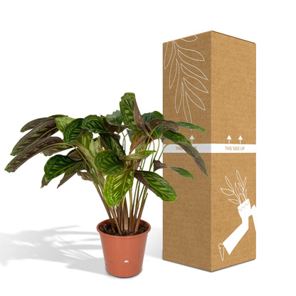 Calathea Flamestar - Pflanze - Ø19cm - Pflanzfix24.de - Pflanzfix24.de