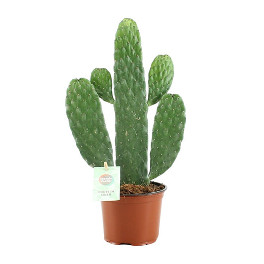 Opuntia Rubescens Consolea Ø12cm | Kaktus 35cm bei Pflanzfix24
