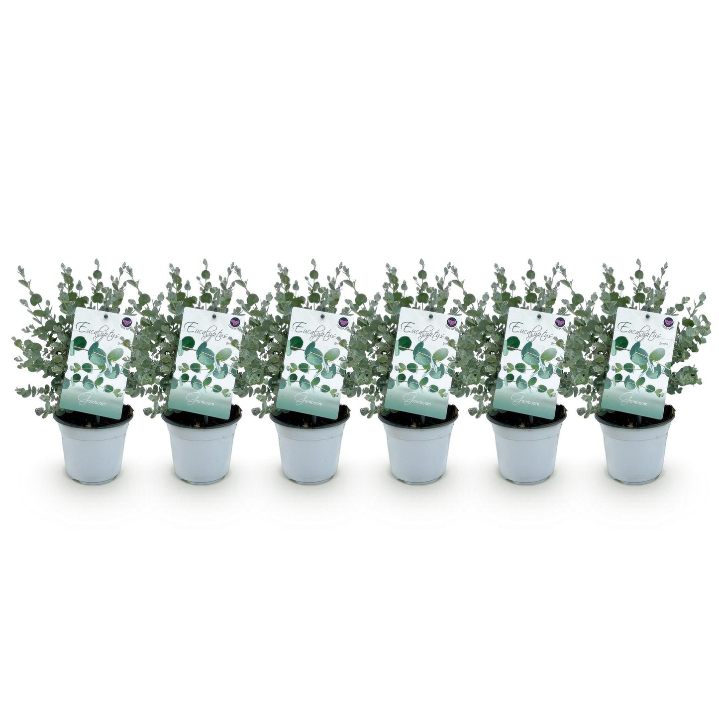 Terrassenpflanze - Eucalyptus gunnii - Grau - 6 Pflanzen - Pflanzfix24
