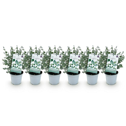 Terrassenpflanze - Eucalyptus gunnii - Grau - 6 Pflanzen - Pflanzfix24