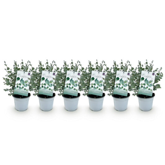 Terrassenpflanze - Eucalyptus gunnii - Grau - 6 Pflanzen - Pflanzfix24