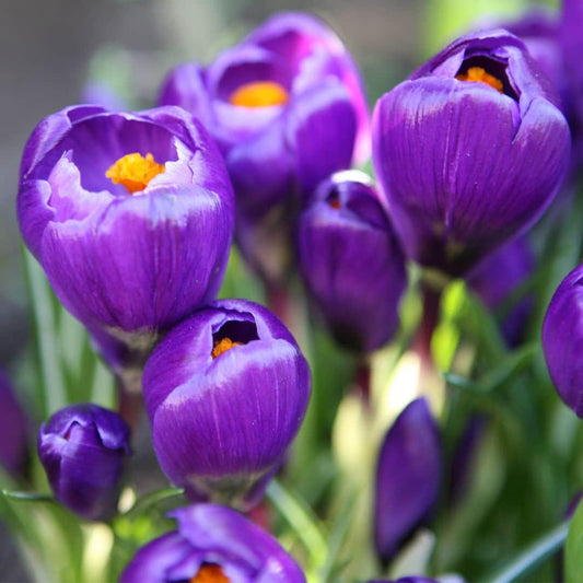 Pflanzfix24 - Krokus 'Flower Record' - 20 Blumenzwiebeln - Größe 8+