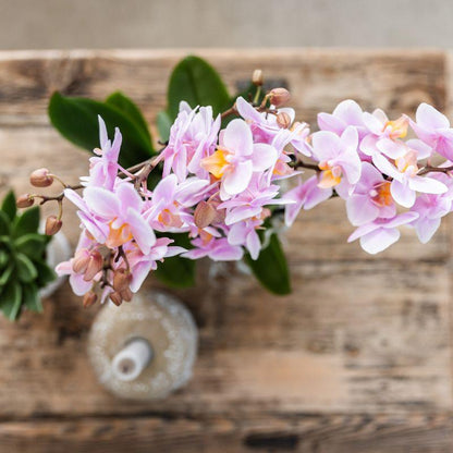 Rosa Phalaenopsis Orchidee 9cm – blühende Zimmerpflanze | Pflanzfix24