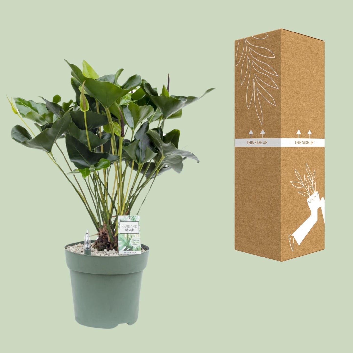 Anthurium Arrow - Ø30cm - ↕80cm - Pflanzfix24