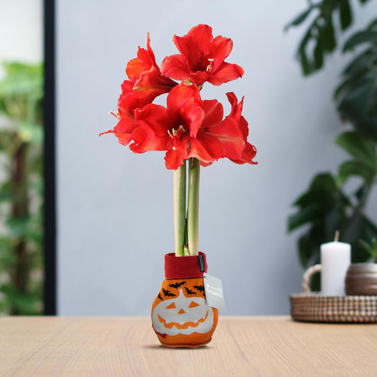 No Water Flowers® (wax amaryllis) | Fashionz Halloween - Orange + Red flower - Pflanzfix24