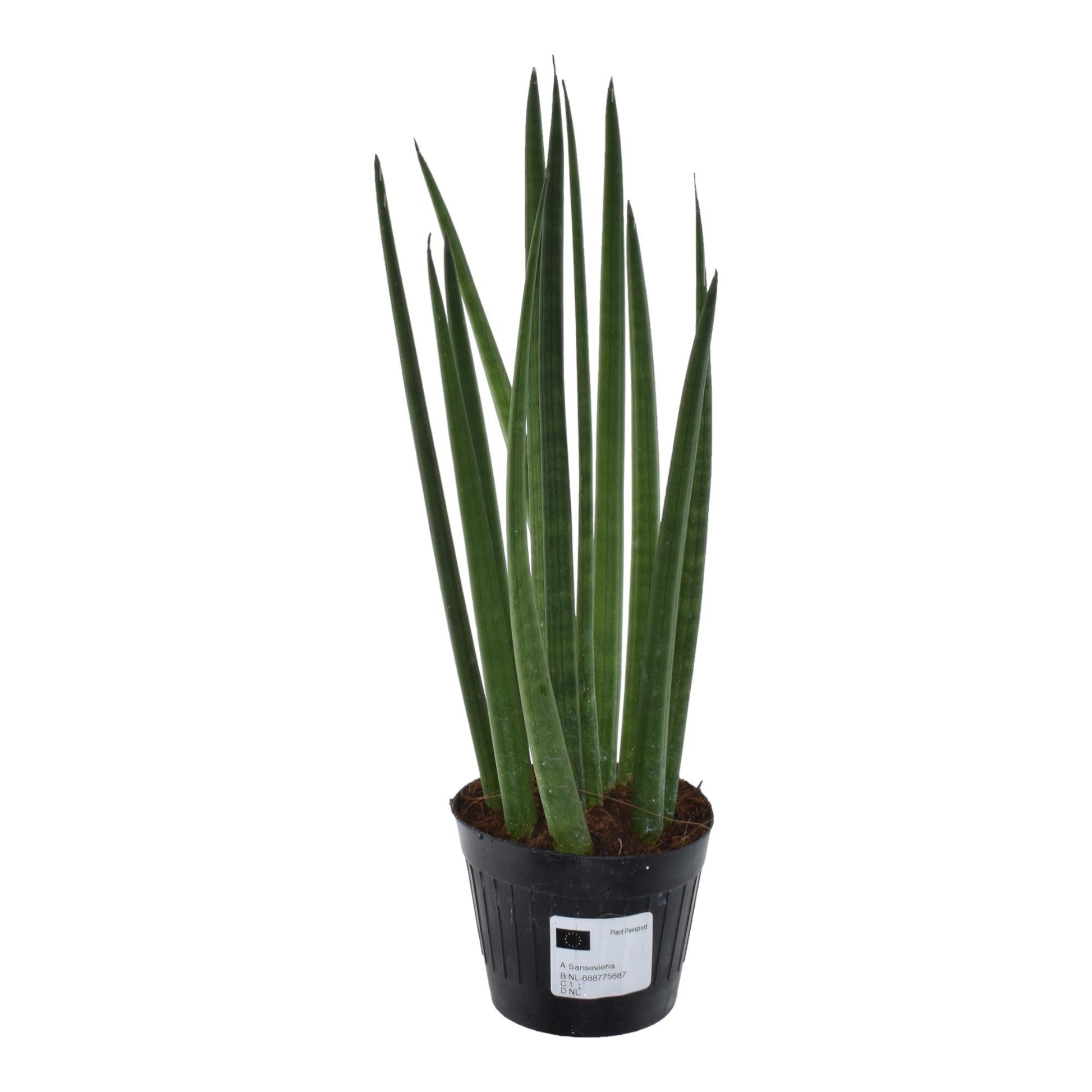 Sansevieria Mikado Bacularis 10,5cm – pflegeleicht | Pflanzfix24.de - Pflanzfix24.de
