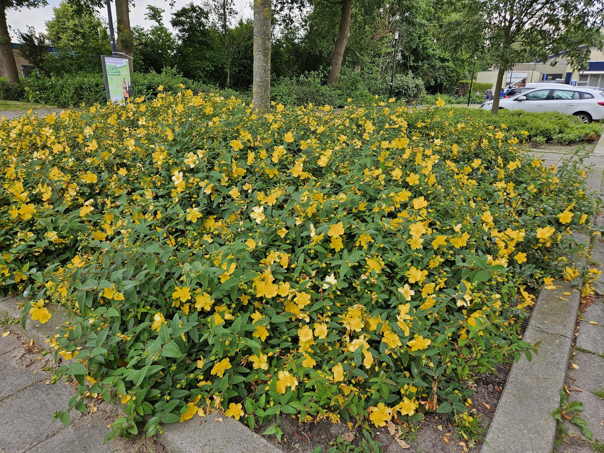 12x Hypericum ‘Hidcote’ Ø9cm | Johanniskraut gelbblühend | Pflanzfix24.de - Pflanzfix24.de