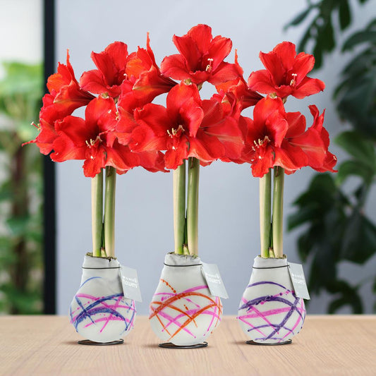 No Water Flowers® Waxz® Art Karel Appel Mix (3er Pack) + Rote Blume - Pflanzfix24