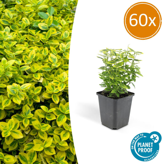 60x Euonymus fort. 'Emerald 'n Gold’ - ↕10-25cm - Ø9cm - Pflanzfix24.de - Pflanzfix24.de