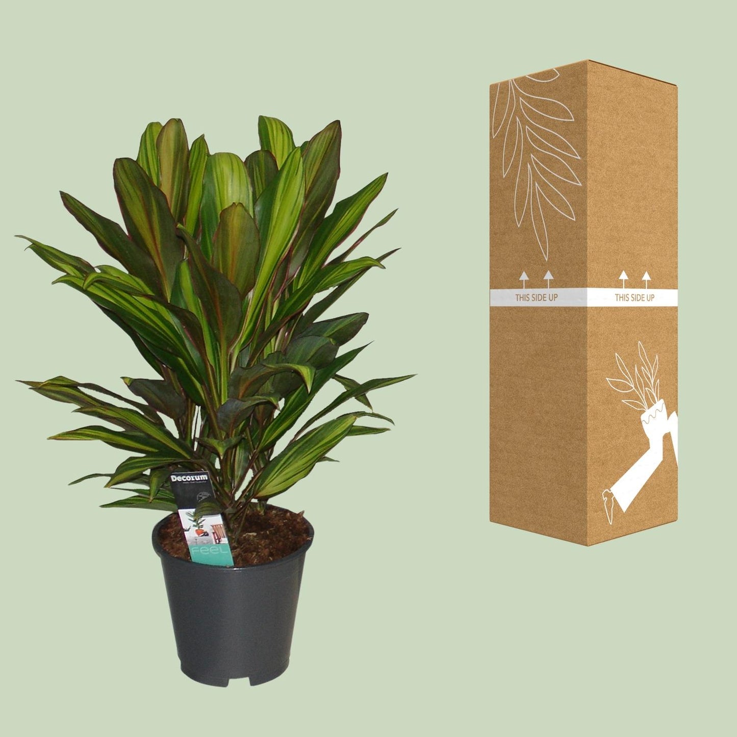 Cordyline Kiwi - Ø19cm - ↕55cm - Pflanzfix24