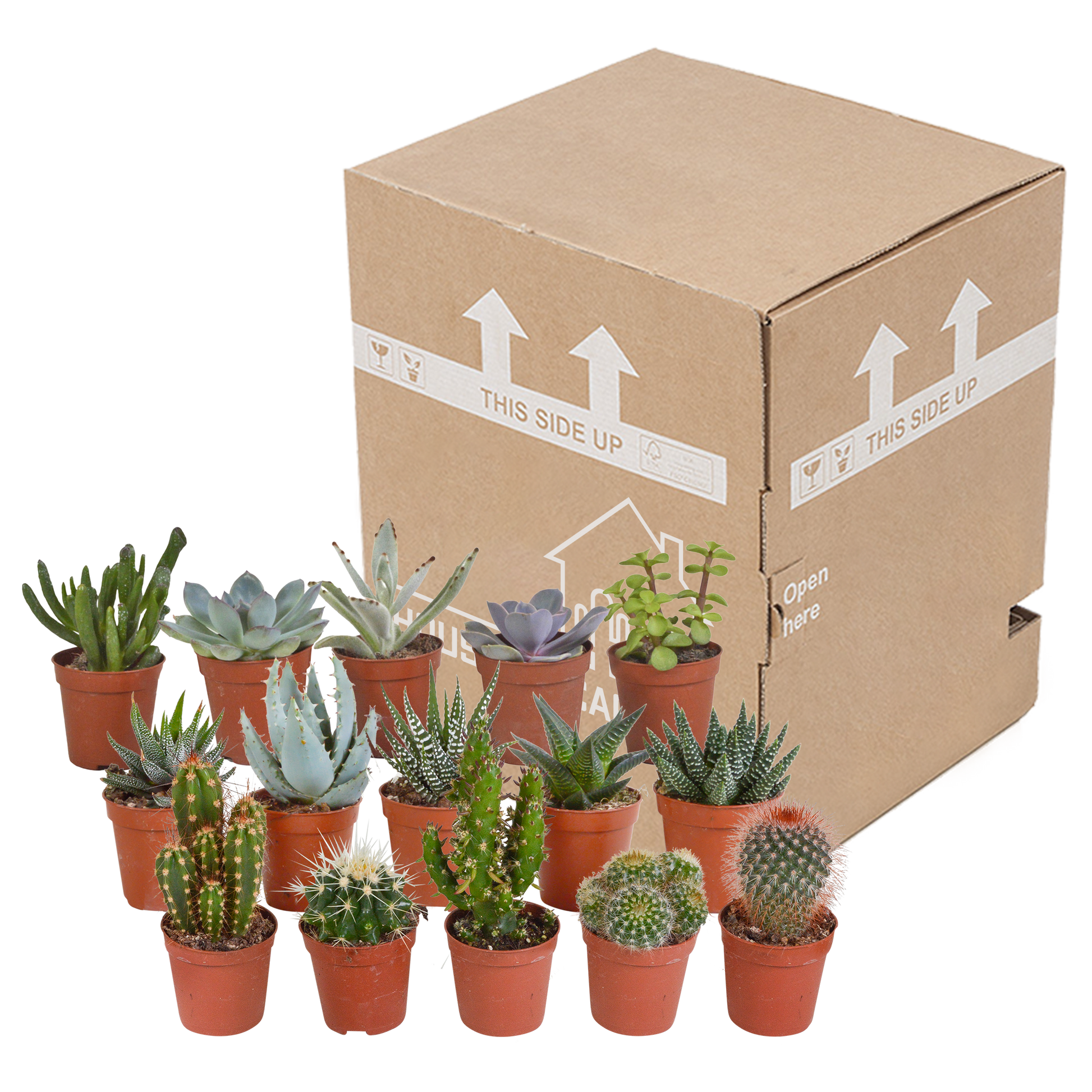 Cactus en vetplanten Mischung 5,5 cm | 15 stück - zonder pot bei Pflanzfix24.de - Pflanzfix24.de
