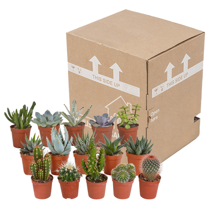 Cactus en vetplanten Mischung 5,5 cm | 15 stück - zonder pot bei Pflanzfix24.de - Pflanzfix24.de