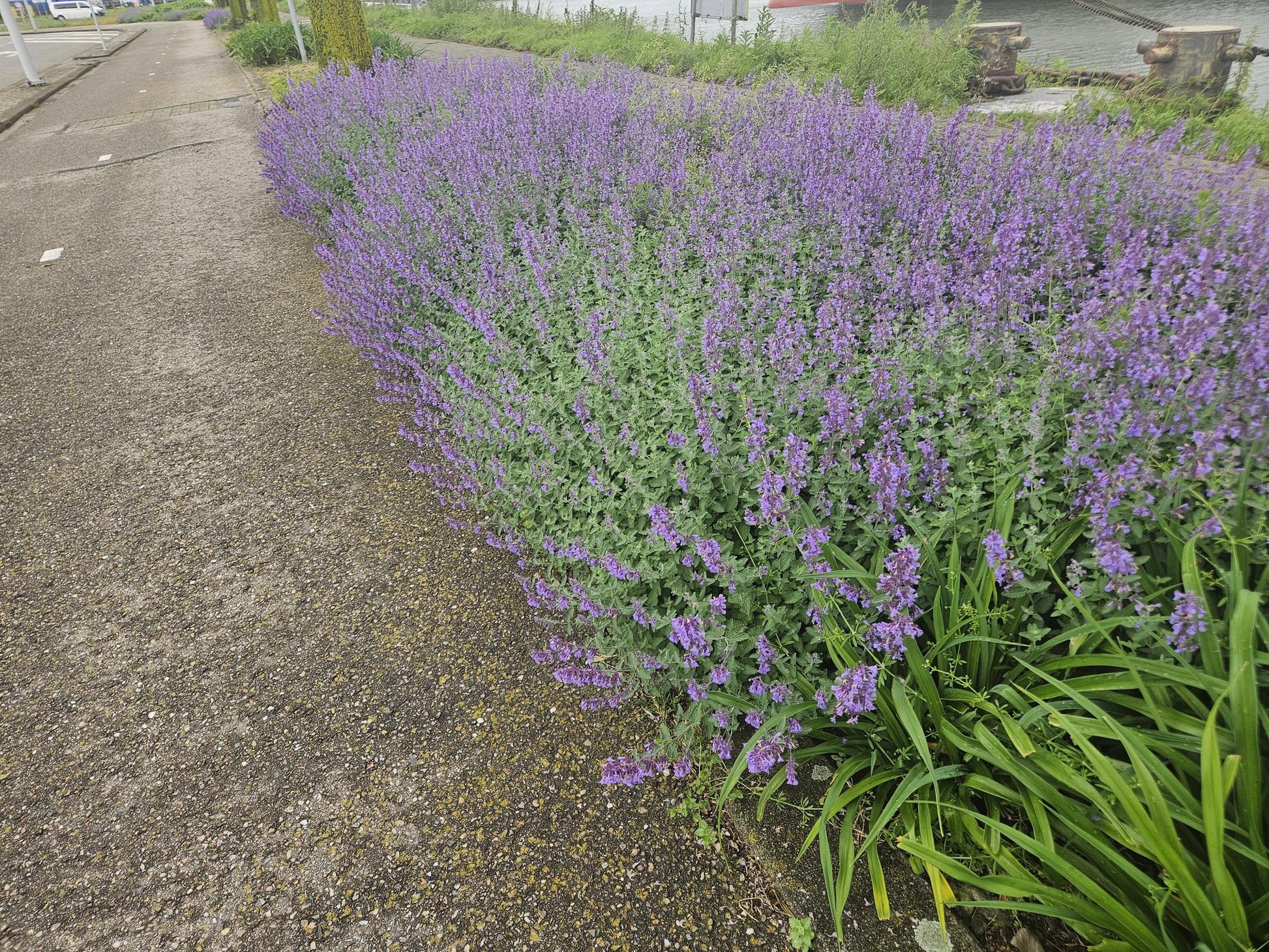 12x Nepeta 'Walker's Low' – aromatische Staude | Pflanzfix24.de - Pflanzfix24.de