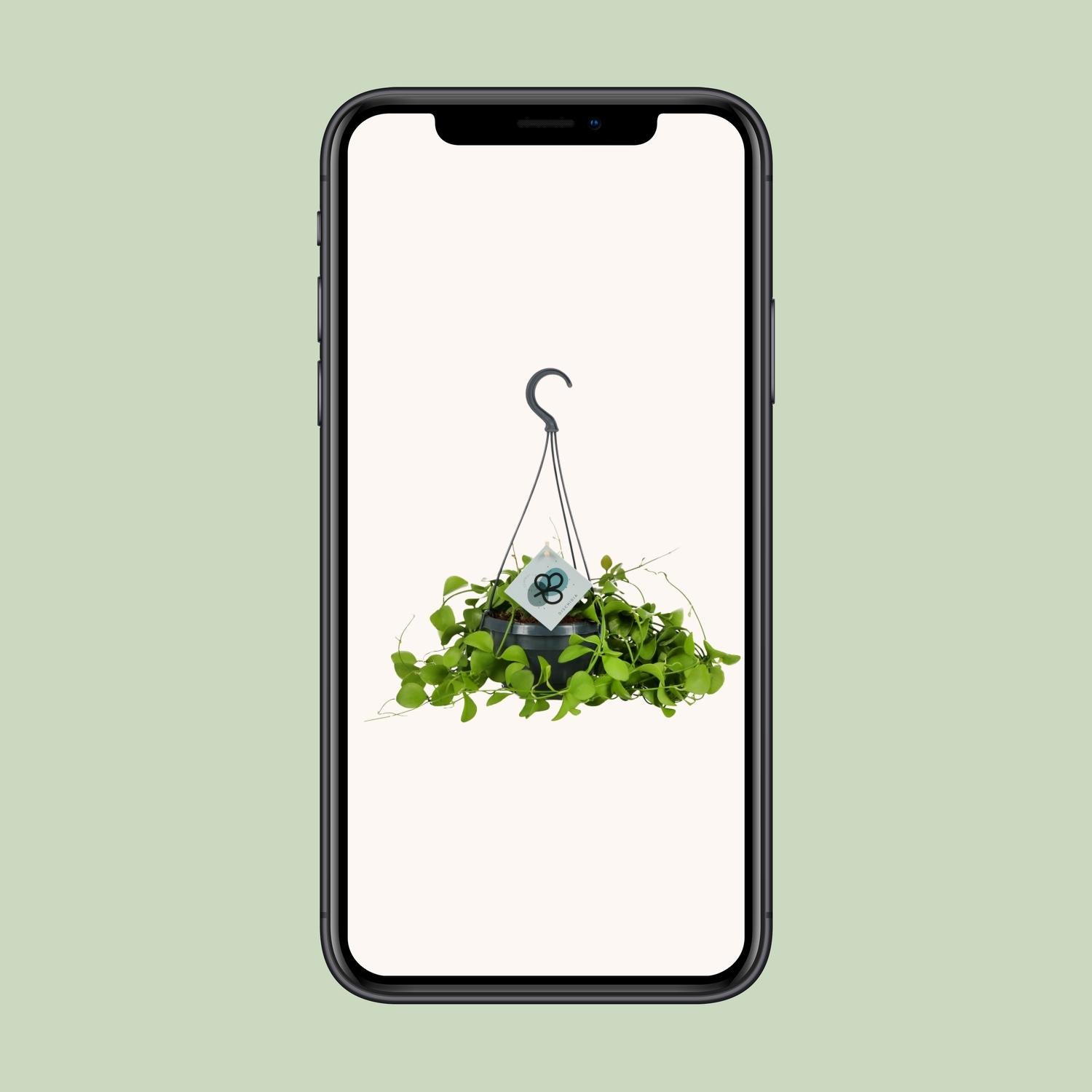 Dischidia Imbricata - Ø14 ↕40 von Pflanzfix24.de - Pflanzfix24.de