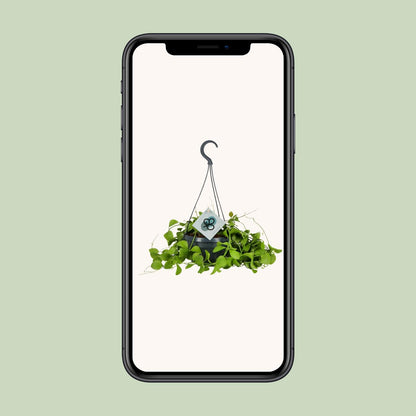Dischidia Imbricata - Ø14 ↕40 von Pflanzfix24.de - Pflanzfix24.de