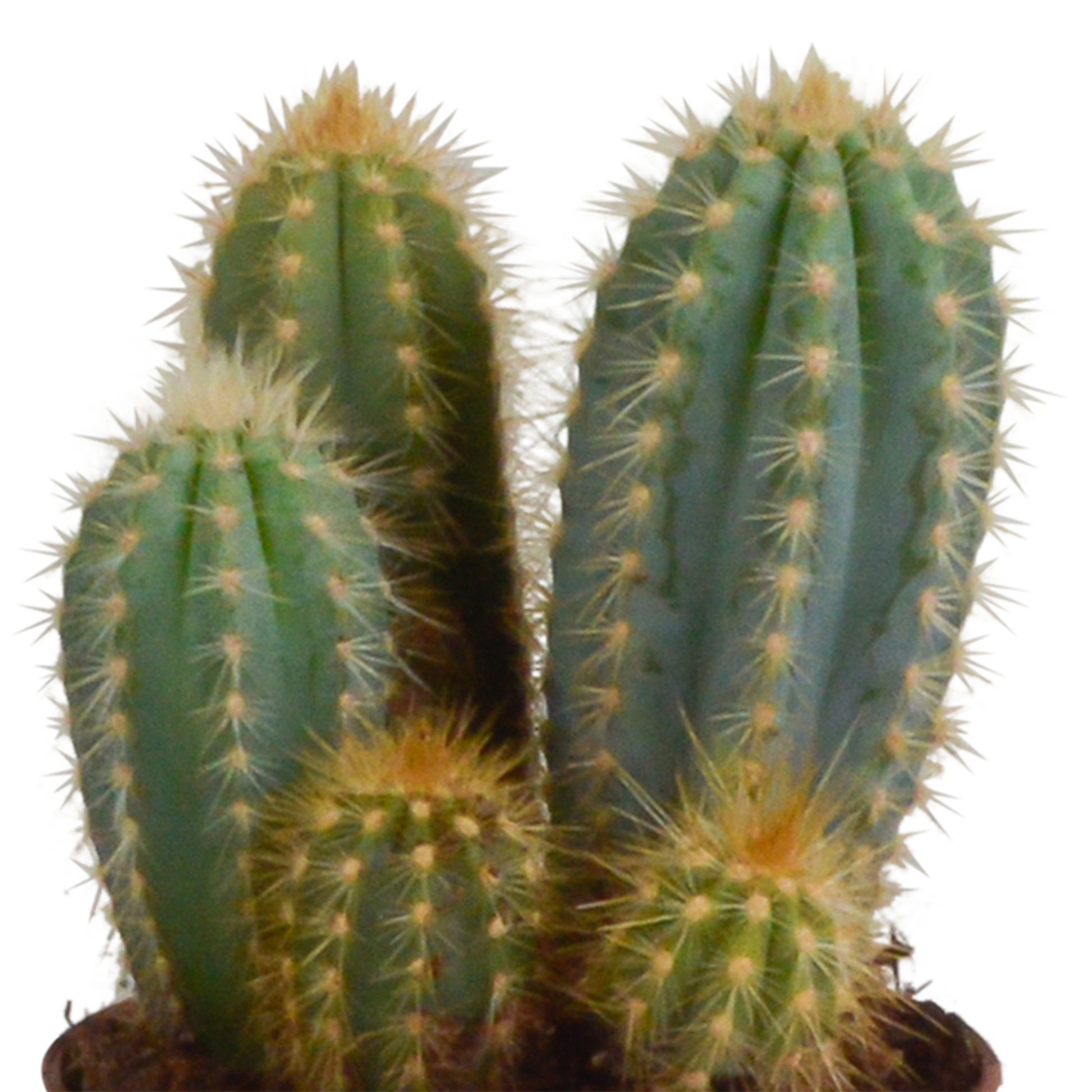Cereus-Mischung 10,5 cm - 3x - in Mexicaanse pot - Pflanzfix24.de - Pflanzfix24.de