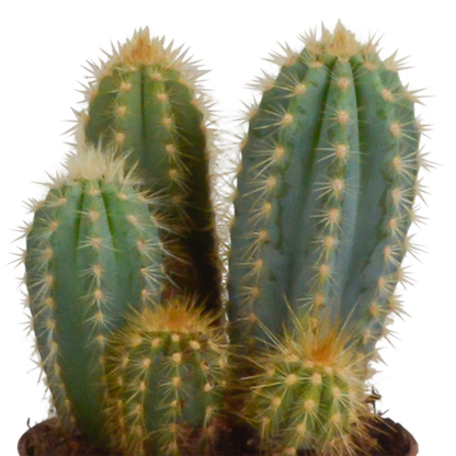 Cereus-Mischung 10,5 cm - 3x - in Mexicaanse pot - Pflanzfix24.de - Pflanzfix24.de