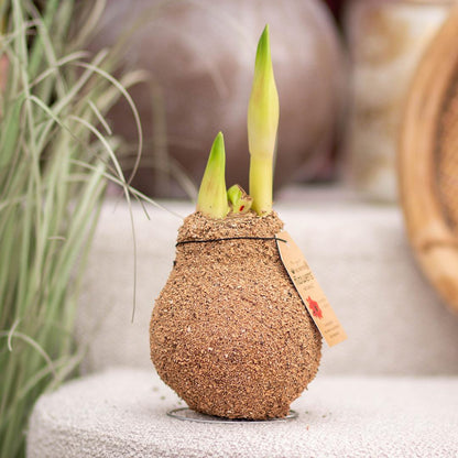 No Water Flowers® (wax amaryllis) | Naturalz Corkz Mix (3 pack) + Red flower - Pflanzfix24