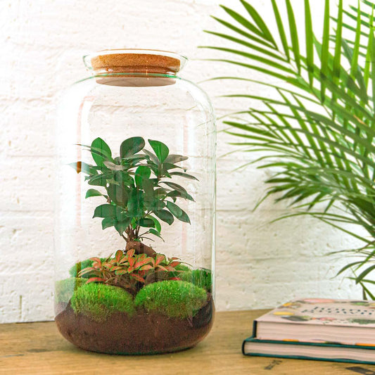 Flaschengarten - Sven Bonsai - DIY Set - Pflanzfix24.de - Pflanzfix24.de
