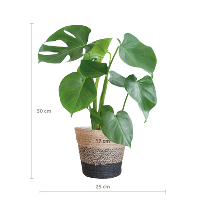 Monstera Deliciosa mit Lissabon-Schwarzkorb - 50cm - Ø17 - Pflanzfix24