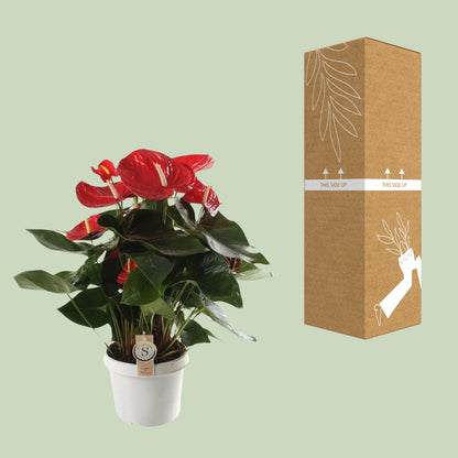 Anthurium Red Champion - Ø21cm - Pflanzfix24