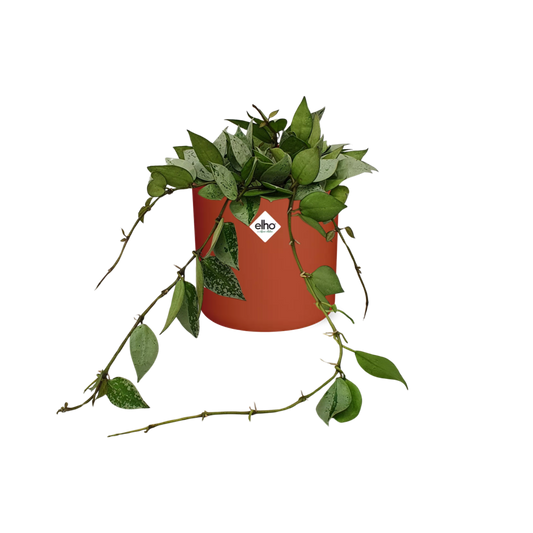 Hoya Krohniana Eskimo in ELHO b.for soft rond 14cm brique - Pflanzfix24