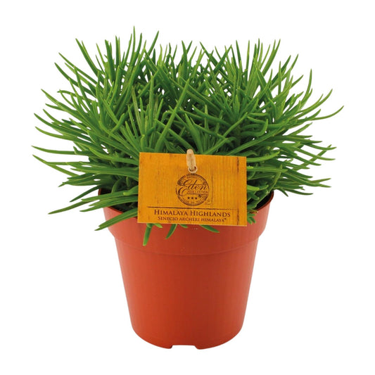 Senecio Himalaya - Ø12cm - ↕20cm - Pflanzfix24