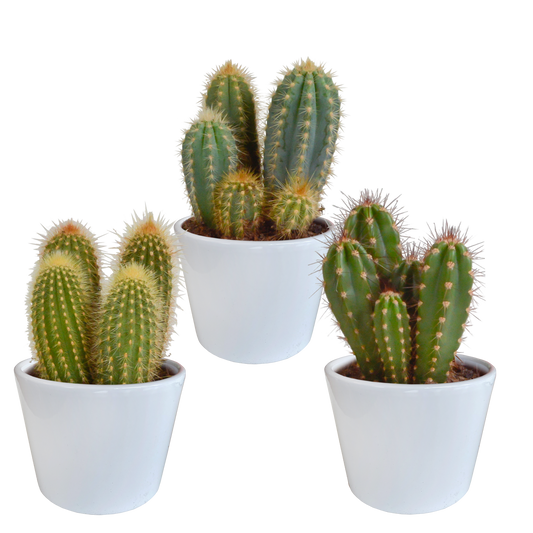 Cereus-Mischung 10,5 cm - 3x - in witte pot - Pflanzfix24.de - Pflanzfix24.de
