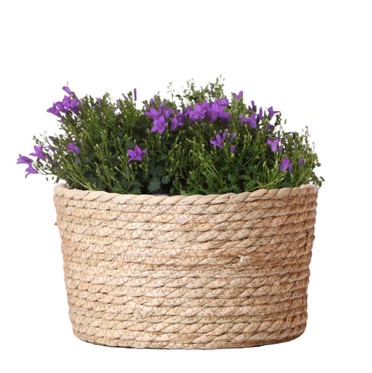 Campanula Addenda Ambella Intense purple - Weidenschale mit Bewässerungssystem - 3 Stück - indoor & outdoor - Pflanzfix24.de - Pflanzfix24.de