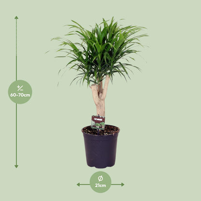 Dracaena Refl. Anita - Ø21cm - ↕70cm bei Pflanzfix24